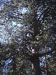ppinazzu-20100402 071